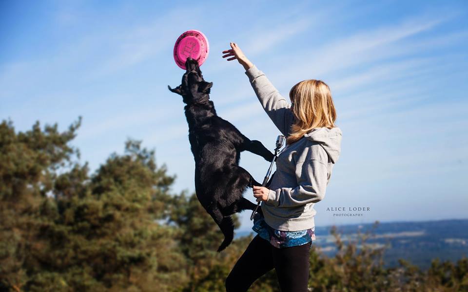 Disc Dog Flying Dogs Dog Behaviour & Training Northampton UK