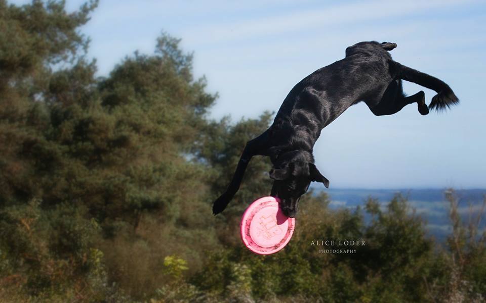 Disc Dog Flying Dogs Dog Behaviour & Training Northampton UK