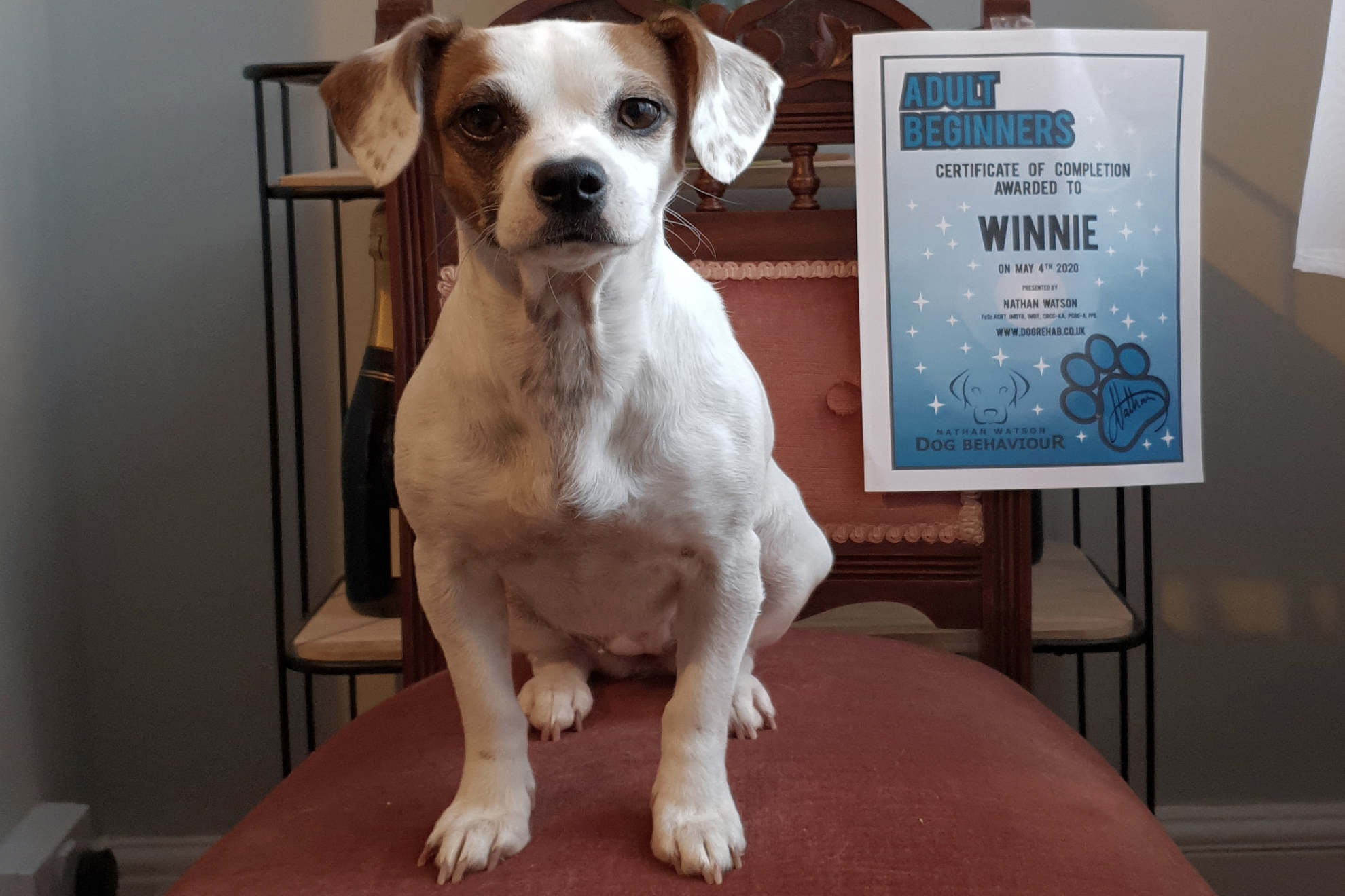 Jack Russell with dog training class certificate
