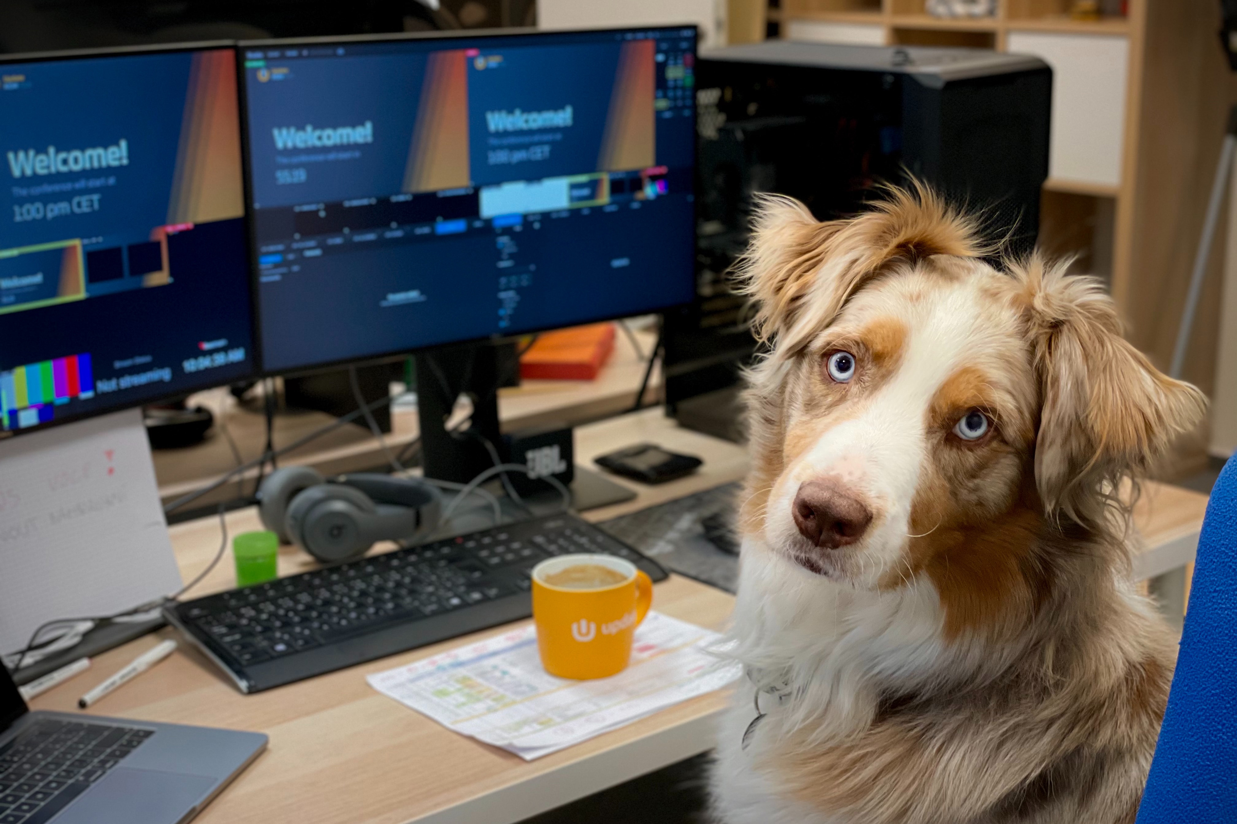 Dog at computer desk